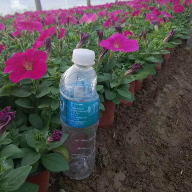 梓熙  批量矮牵牛小苗  矮牵牛出售