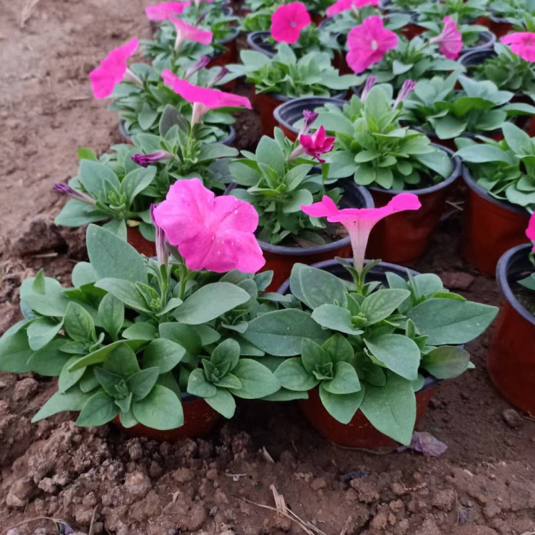 梓熙  批量矮牵牛小苗  青州草花基地