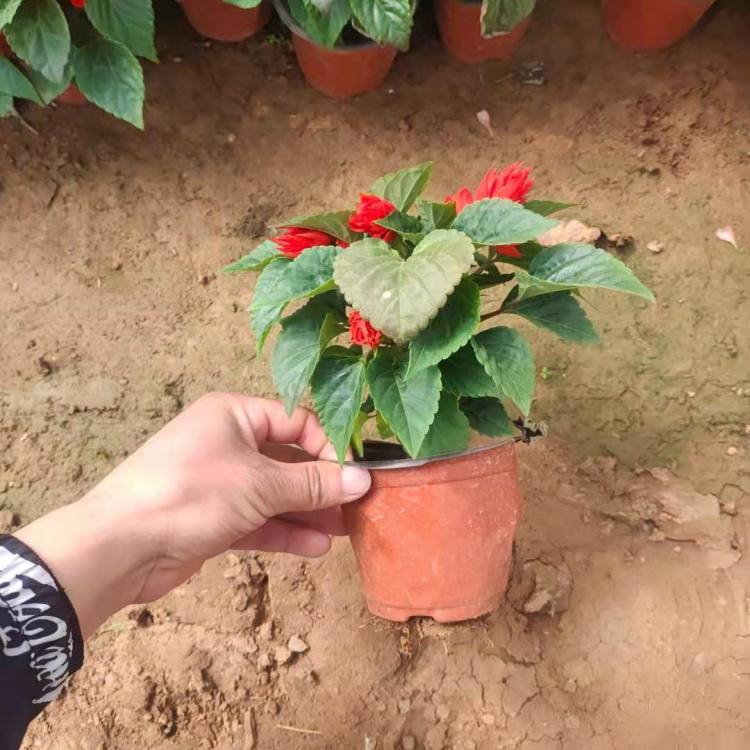 梓熙  鸡冠花小苗  适应性好