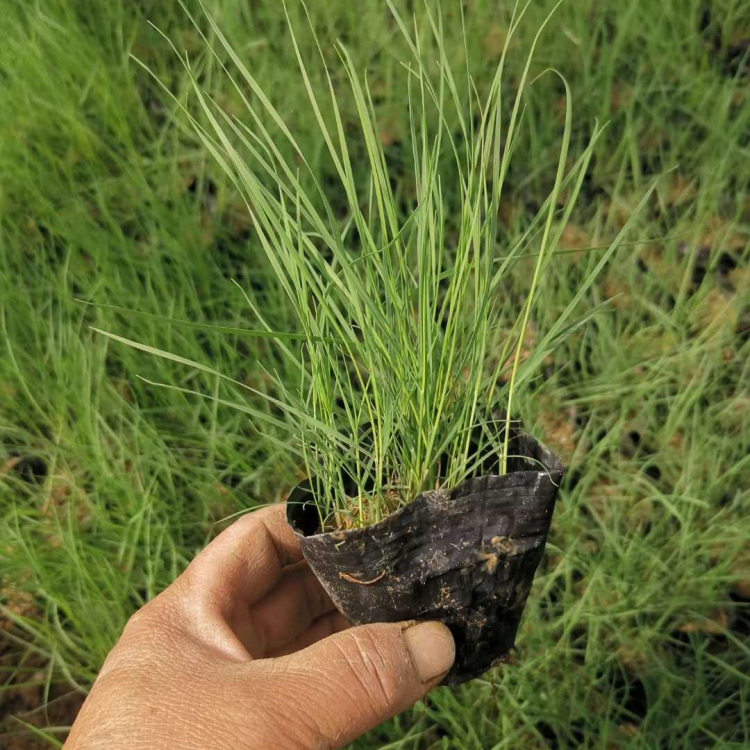 梓熙   粉黛乱子草价格  多年生暖季型草本