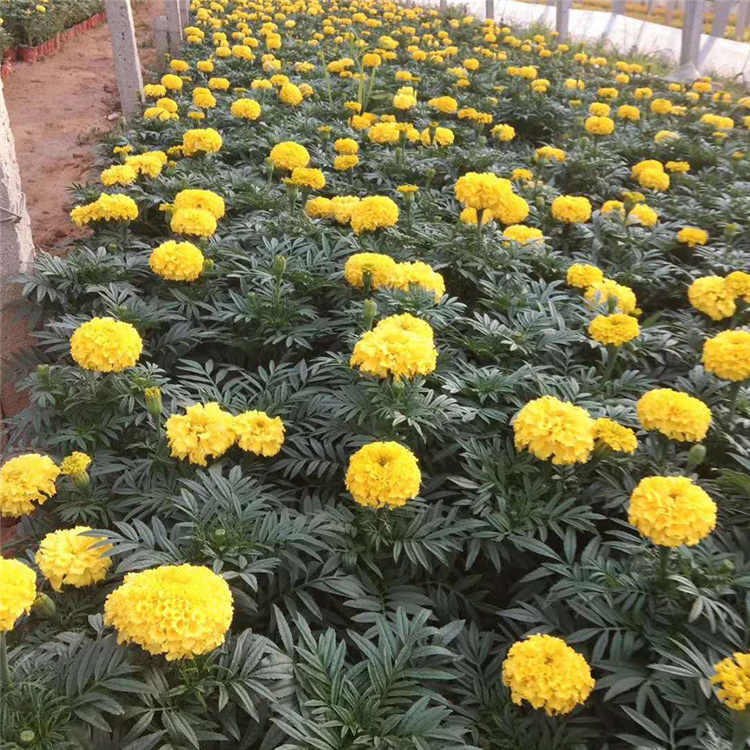 出售南非万寿菊  万寿菊基地  花朵繁盛鲜艳，冬叶长绿