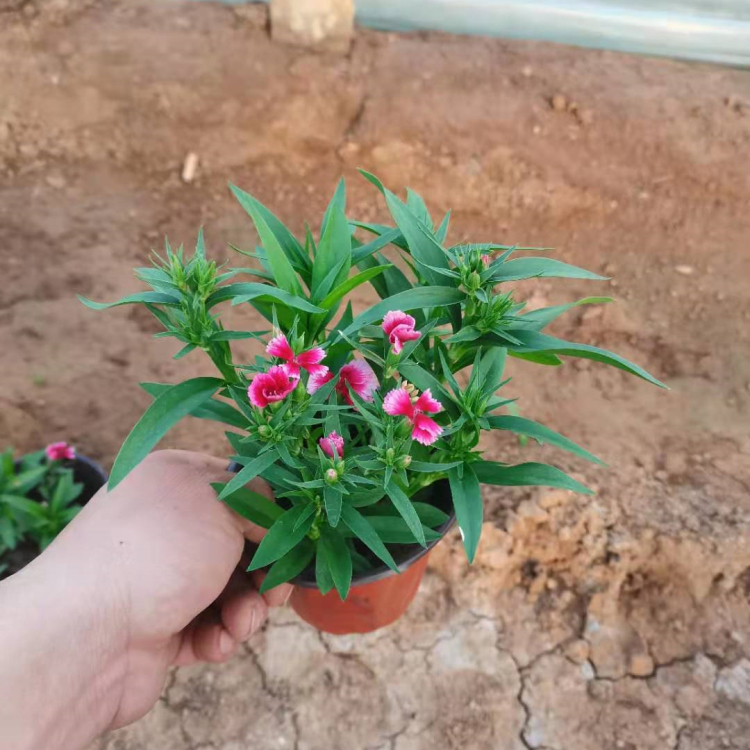 梓熙  美国石竹  基地直发