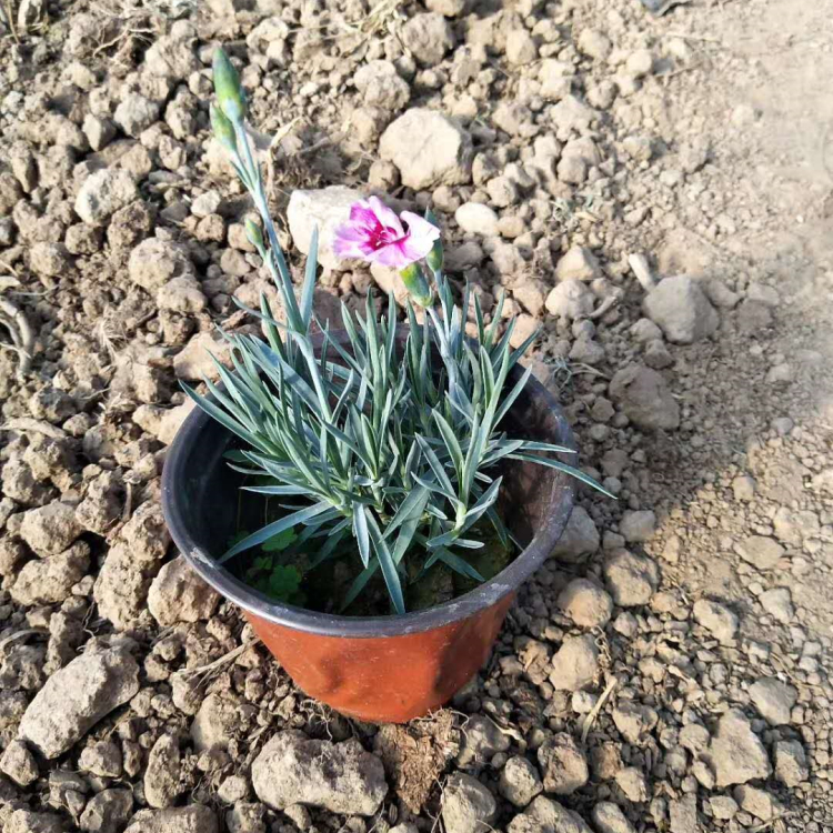 梓熙  彩虹石竹小苗  植株低矮，适合花海打造