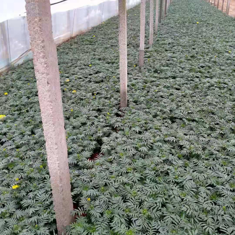 国庆菊摆租万寿菊  万寿菊价格  枝叶密集，植株生长健壮