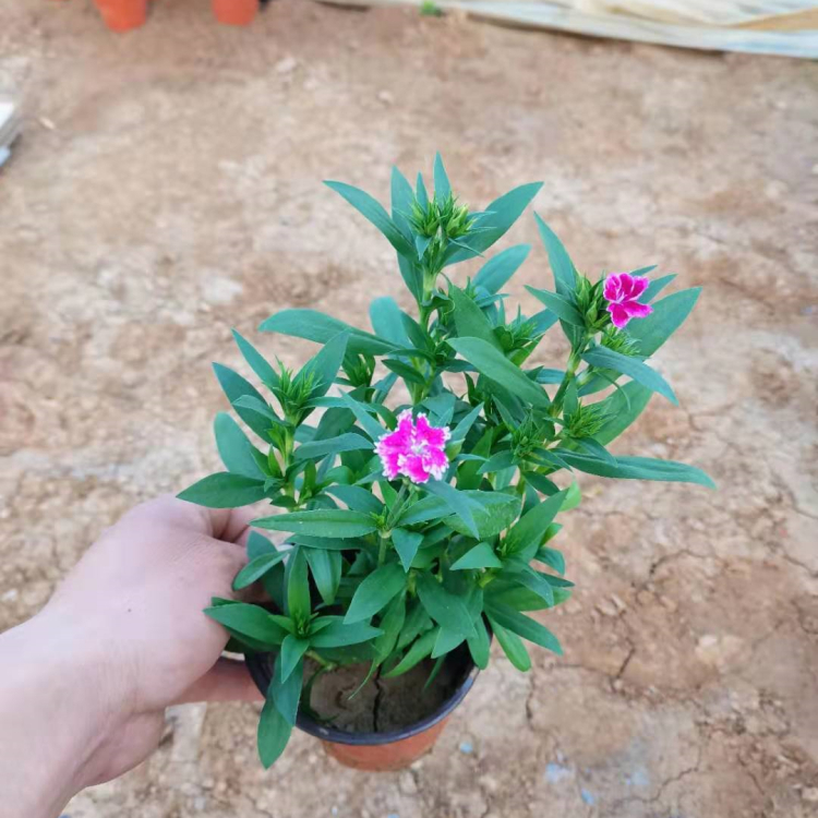 梓熙  石竹花海  欢迎询价