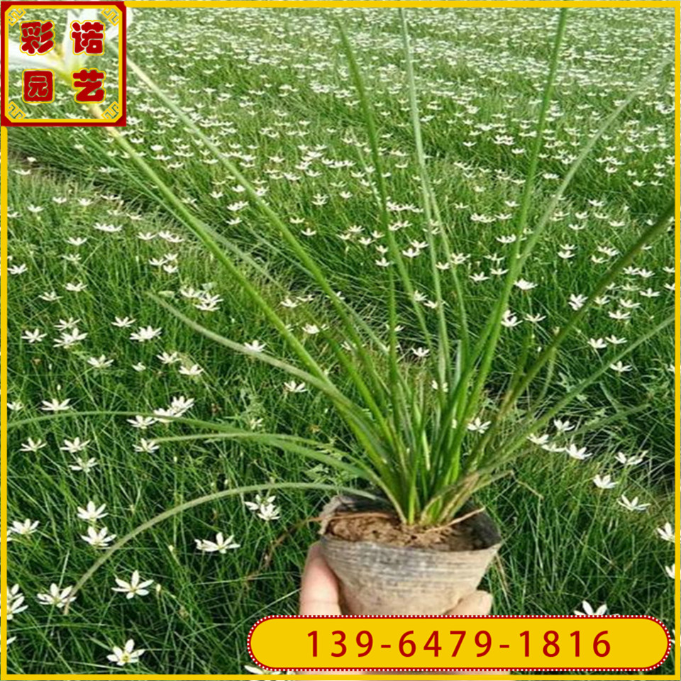 花卉基地出售葱兰杯苗 葱兰小苗价格 葱兰种苗种植基地