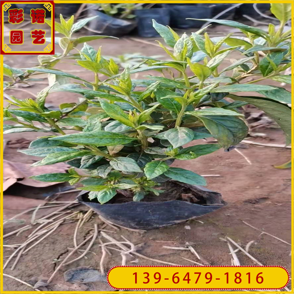 宿根花卉工程苗醉鱼草小苗 鱼尾草容器苗 绿化用大花醉鱼草杯苗