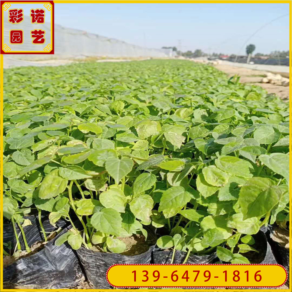 青州大花秋葵种植批发基地 芙蓉葵小苗价格 大花秋葵杯苗