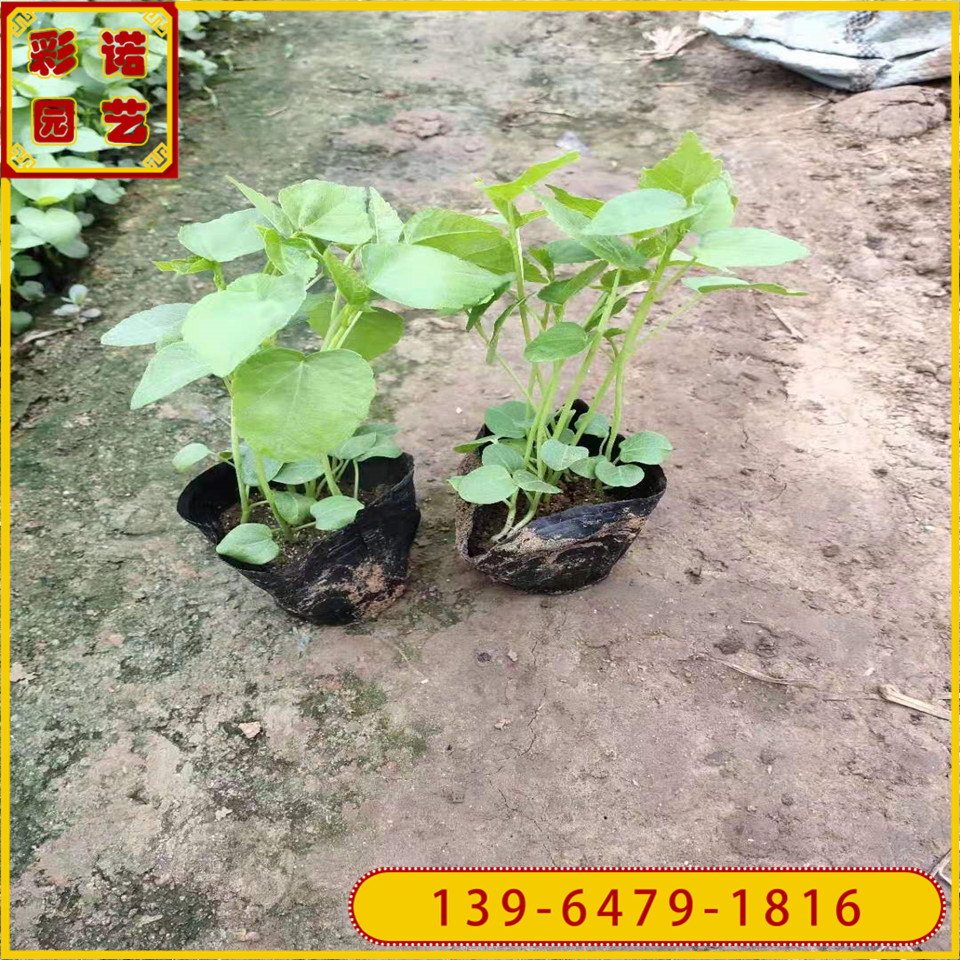 山东省大花秋葵生产商芙蓉葵小苗批发价格盆栽草芙蓉