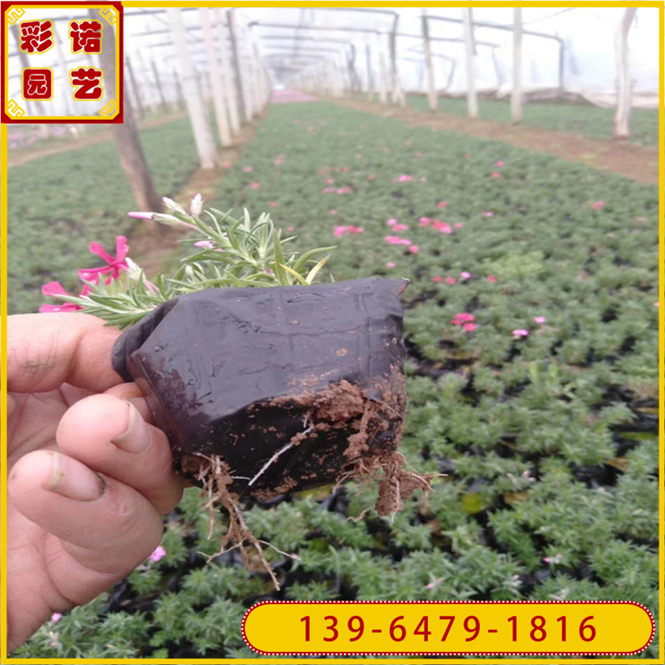 丛生福禄考种苗 多年生芝樱花育苗基地 花海景观绿化常用植物