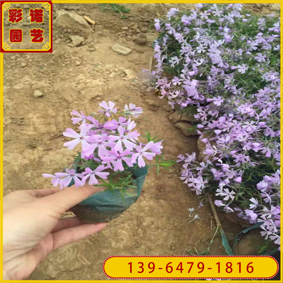 现苗针叶福禄考小杯苗 丛生福禄考小苗 多年生草本花卉 