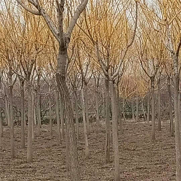 耐寒耐旱黄金槐树苗 黄金槐预定 绿化苗木黄金槐基地