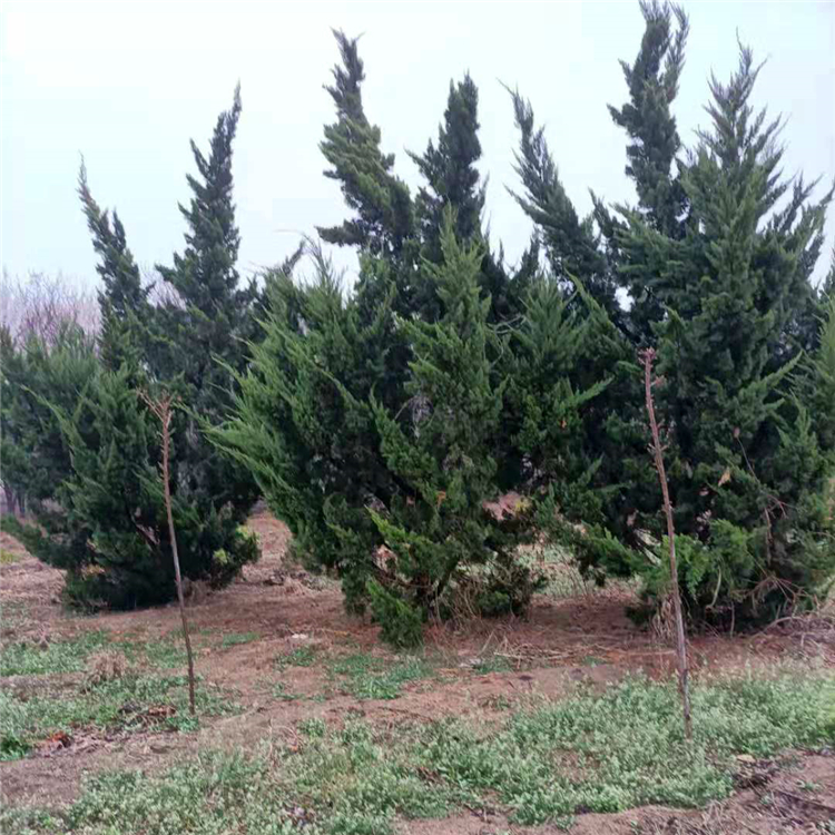 小龙柏种植基地 宇宙 四十公分致三米高的龙柏绿化苗批发