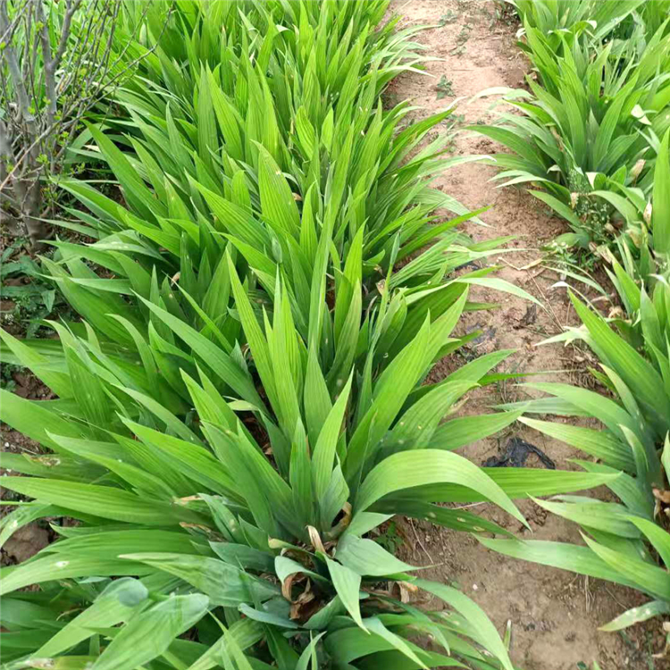 鸢尾种植基地 鸢尾苗子 鸢尾基地优惠直发