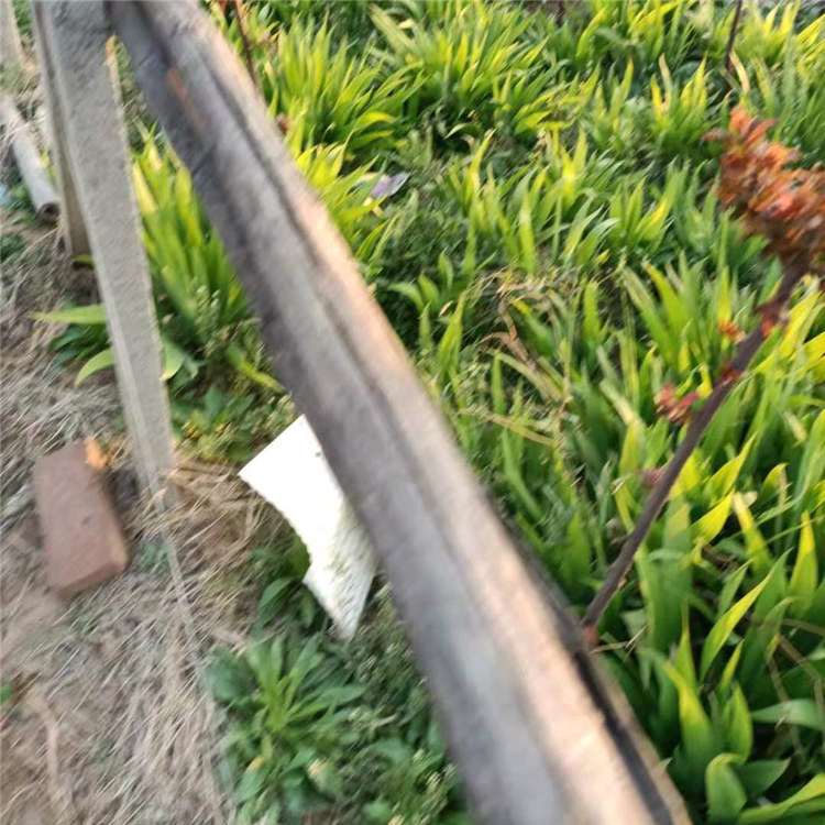 黄浦鸢尾批发价格 鸢尾小苗 黄浦鸢尾苗圃直供