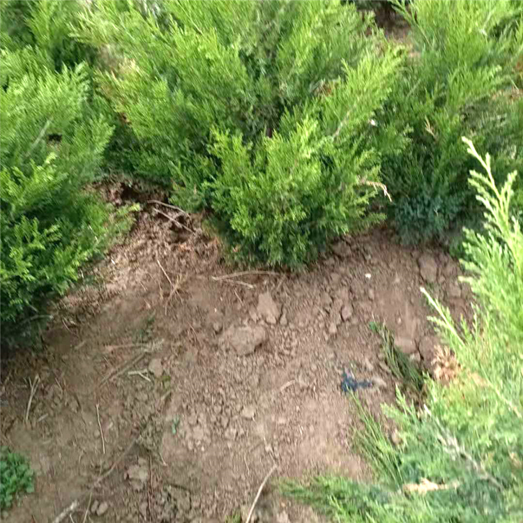 1.2米致4米的不脱脚的蜀桧种植基地 宇宙花卉苗木