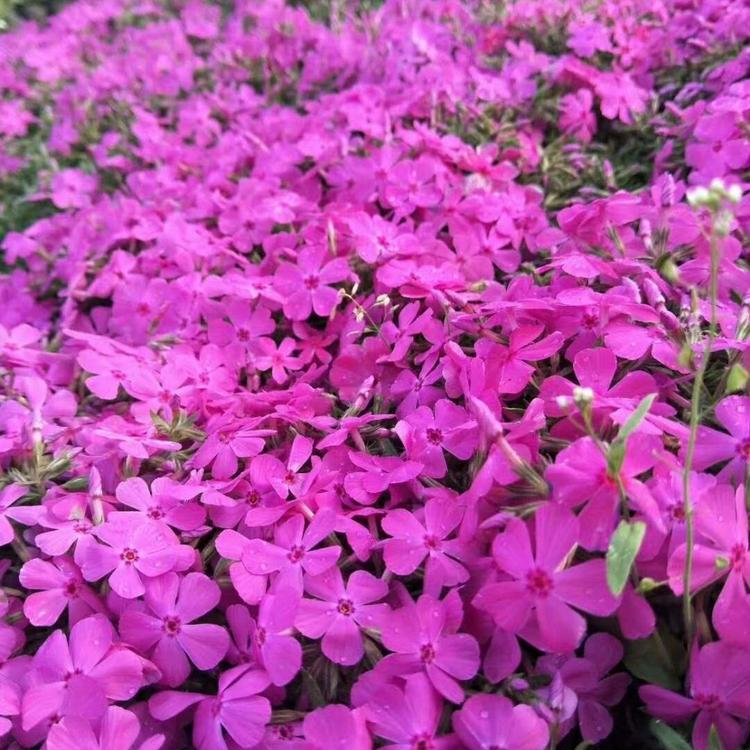 花海福禄考 青州观赏草花批发 价格优惠