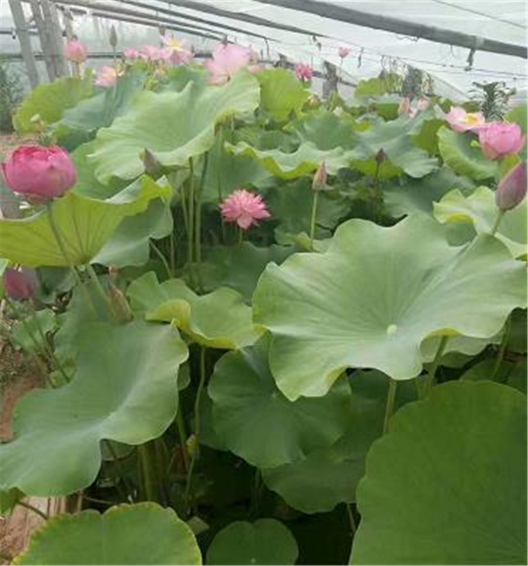 基地供应 盆栽荷花 水生植物类荷花幼苗报价
