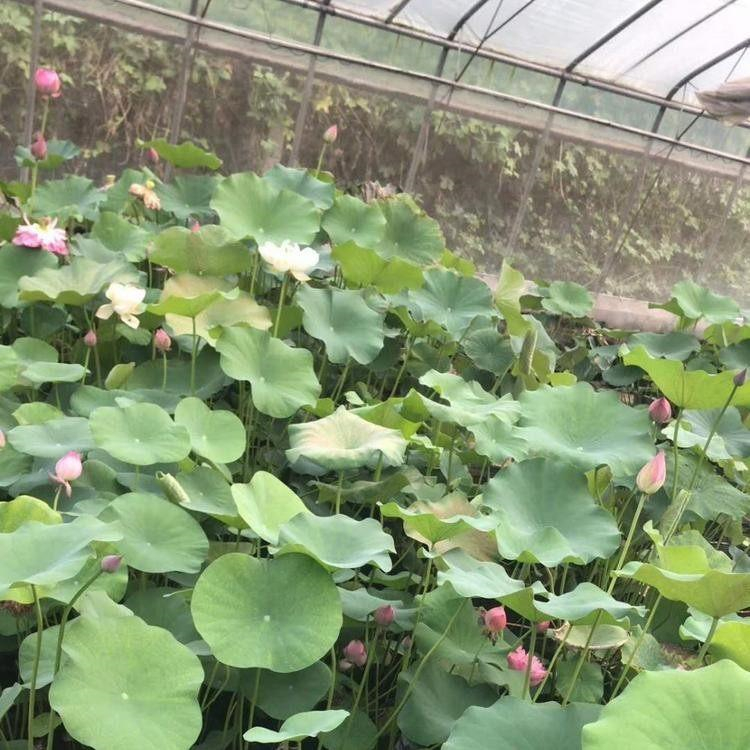 慧帆花卉 水生荷花小苗供应 荷花种苗价格