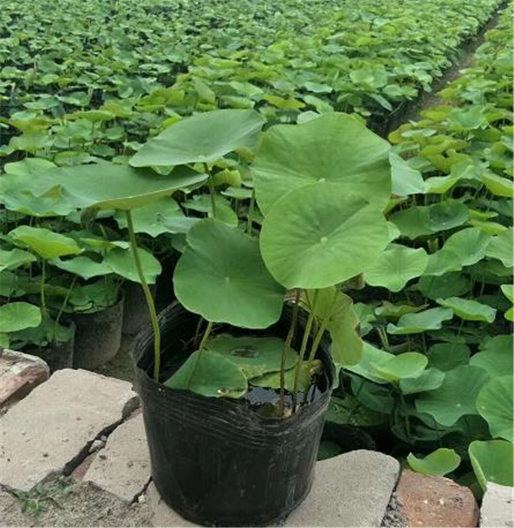 荷花市场报价 荷花种植 慧帆荷花