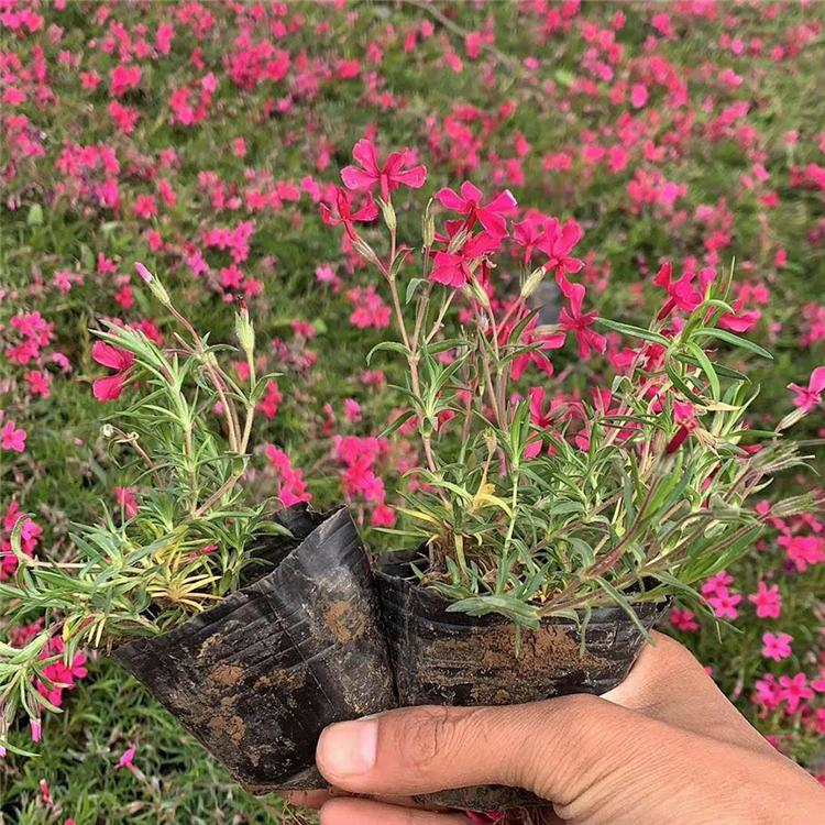 花期长的福禄考 花色多 山东芝樱种植基地