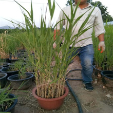 芦苇苗供应 湿地绿化芦苇供应商 多芽芦苇基地