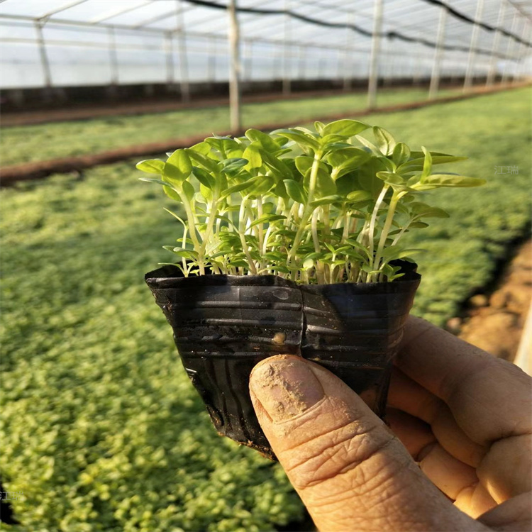 水体绿化千屈菜小苗 江瑞园艺 湖南千屈菜供应商