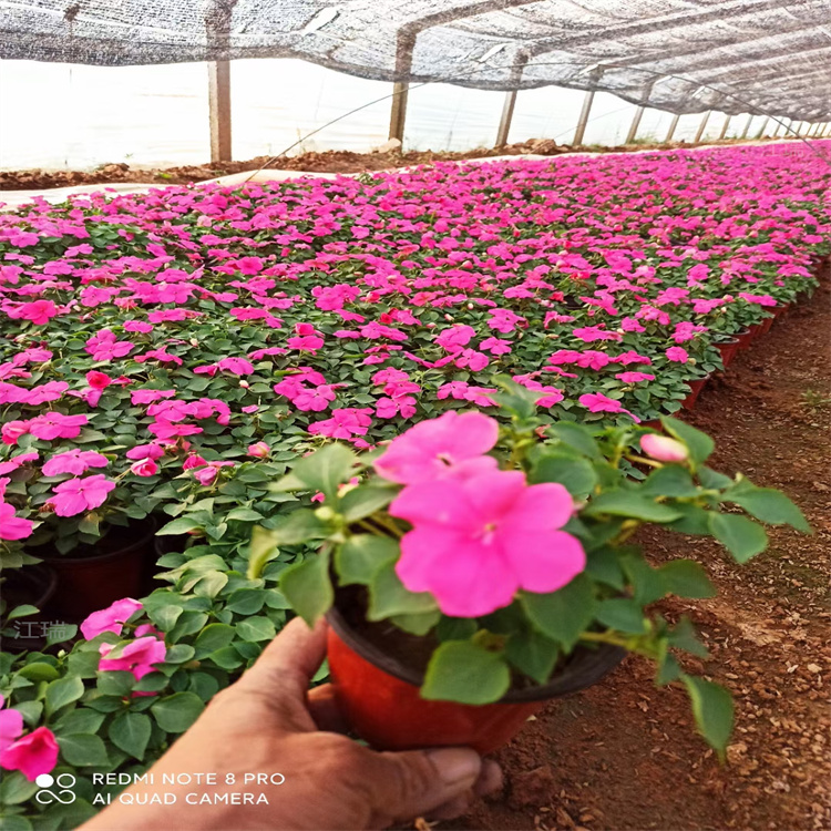 棚内种植非洲凤仙价格 苗圃直销非洲凤仙 江瑞