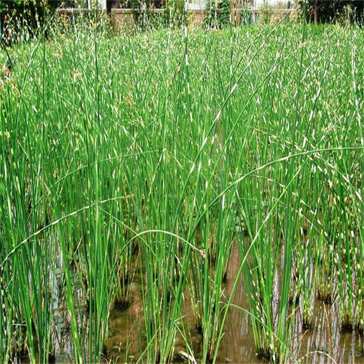 花叶水葱基地 青州水葱价格 大量供应花叶水葱