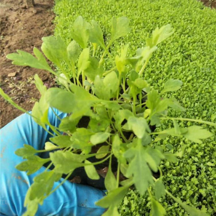 花海花卉冰岛虞美人出售 江瑞园艺 冰岛虞美人杯苗