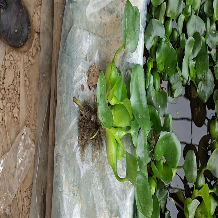 山东水葫芦基地 水体绿化水葫芦小苗 江瑞供应