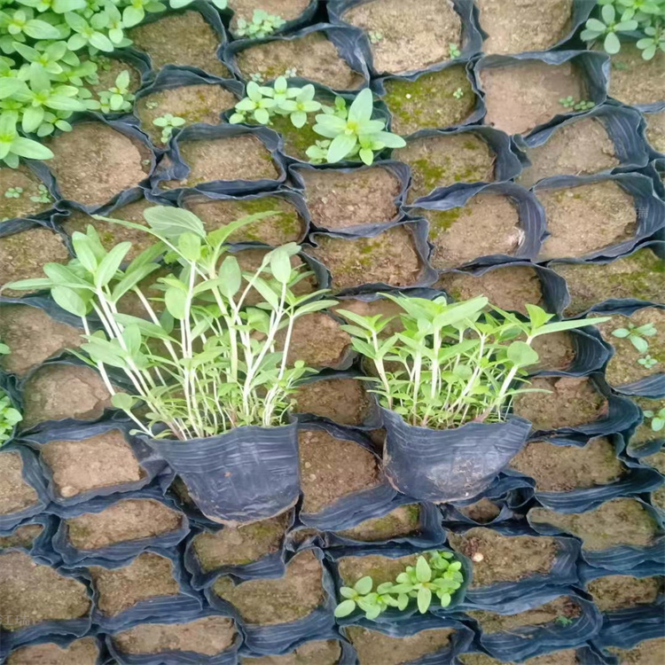水生植物千屈菜基地 杯苗千屈菜出售 多芽千屈菜现货供应