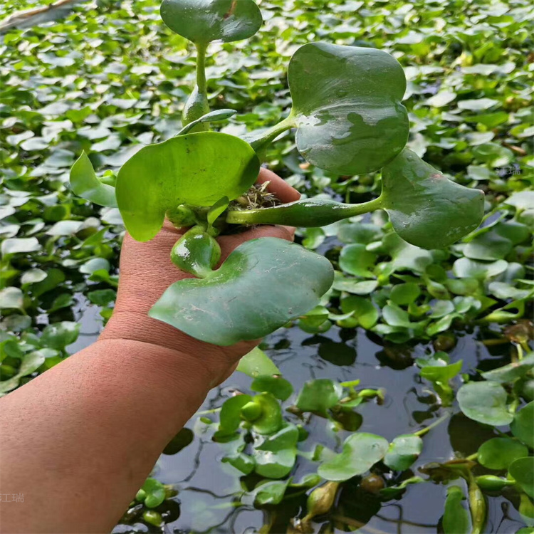 水葫芦苗 池塘绿化水葫芦现货供应 量大从优