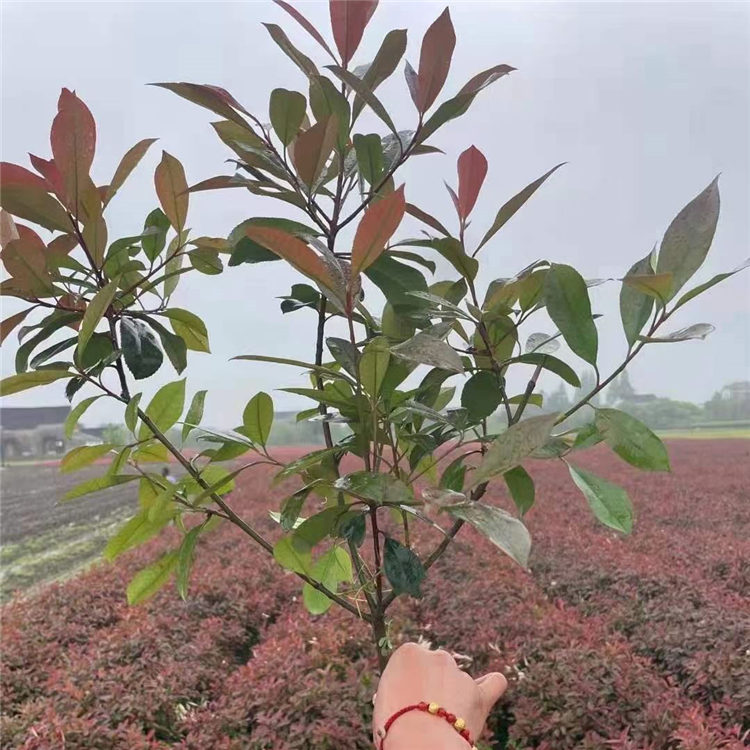 青泰  红叶石楠批发  抗旱耐寒性好