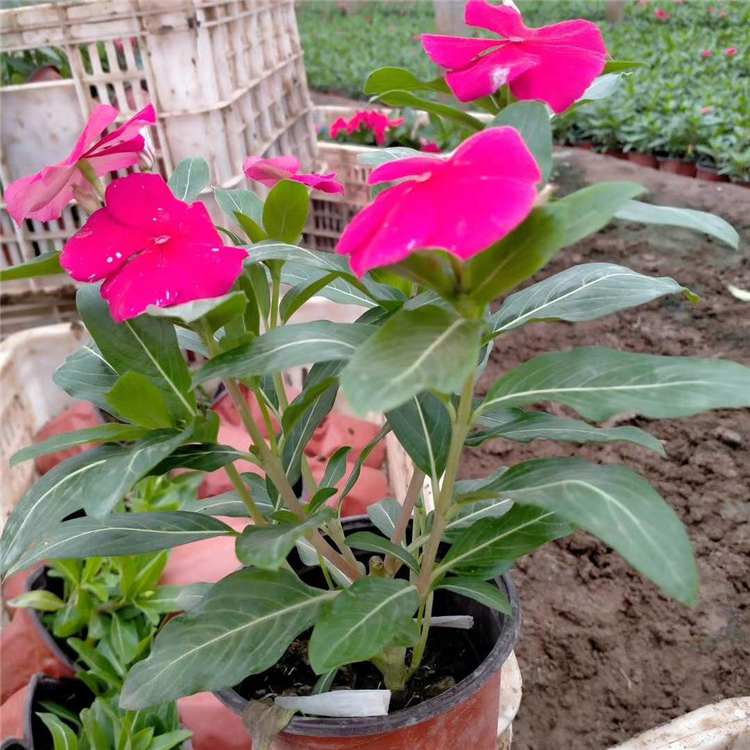 青泰  长春花基地  岩石园点缀栽植