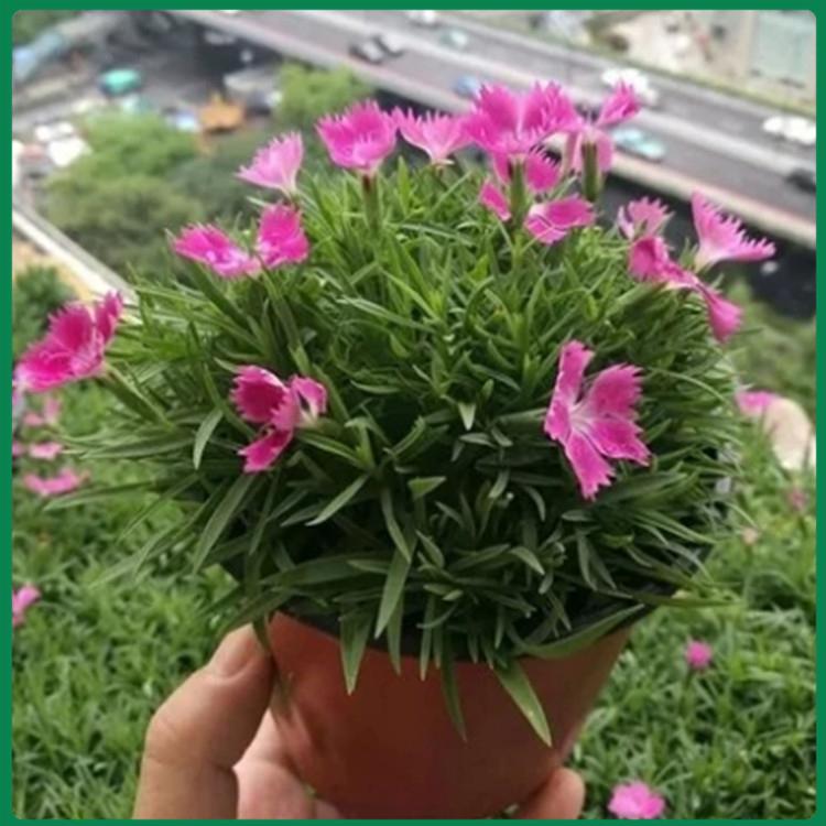 常年开花欧石竹  欧石竹价格  基地供应欧石竹