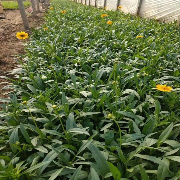 瀚泽  多年生草本金鸡菊  枝叶密集，植株生长健壮