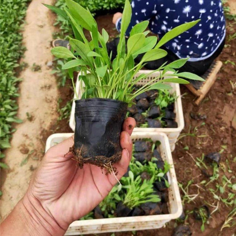 瀚泽  多年生草本金鸡菊  观赏草花