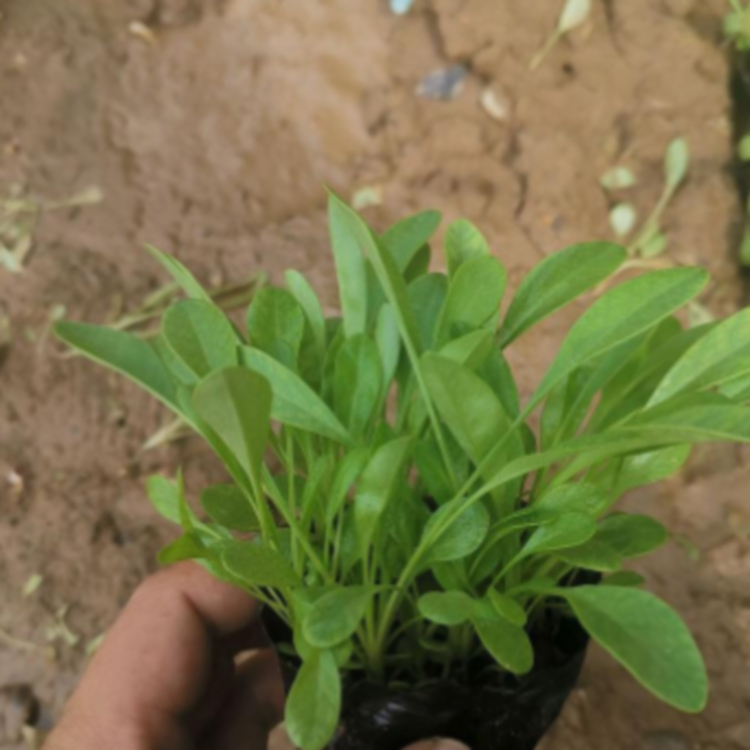 瀚泽  金鸡菊培育  庭院常见栽培