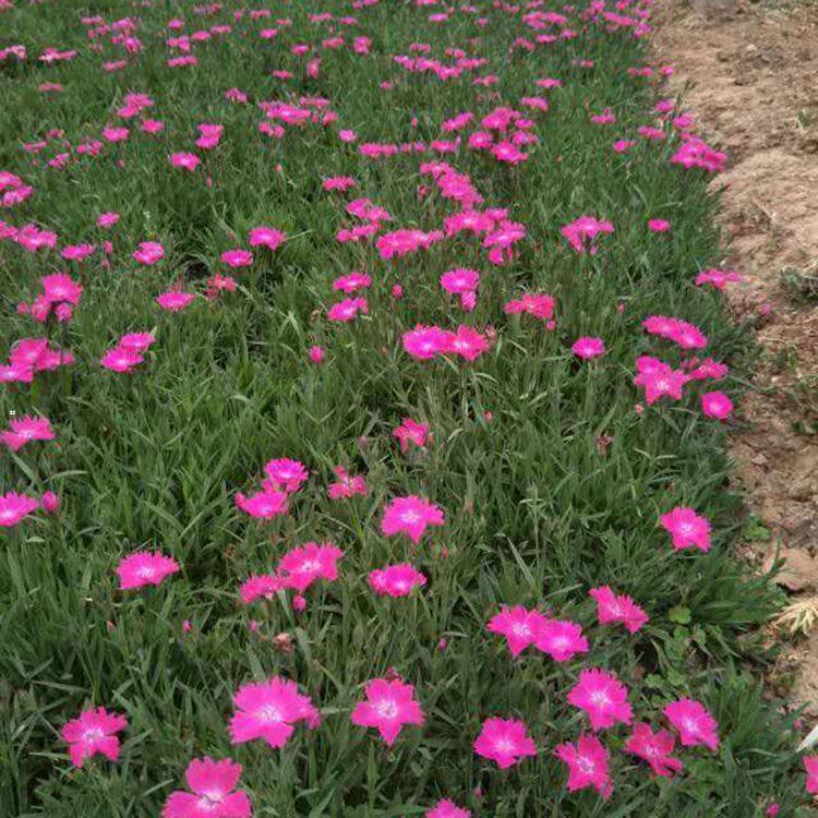 瀚泽  公园绿化欧石竹  观赏欧石竹  浅色系草花，可用于花海打造