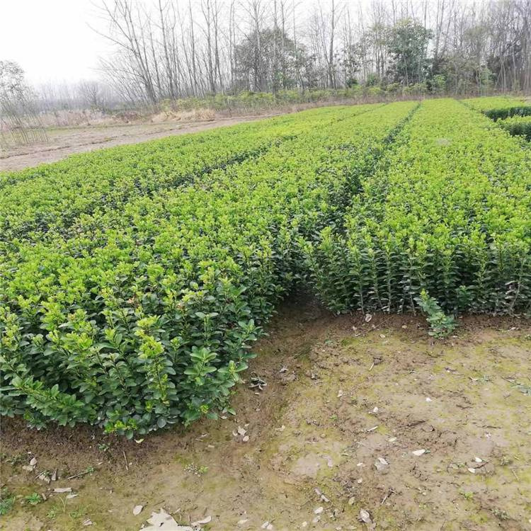 瀚泽  大叶黄杨  根系发达，生长旺盛