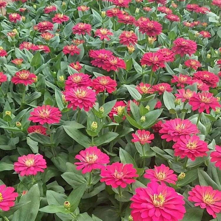 峻赫  百日草批发商  庭园美化