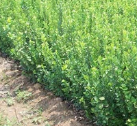 大叶扶芳藤批发 扶芳藤 量大优惠 青州绿化苗木