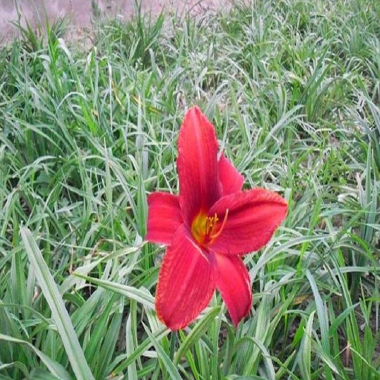 草花种植基地 红运萱草 山东红运萱草供货商