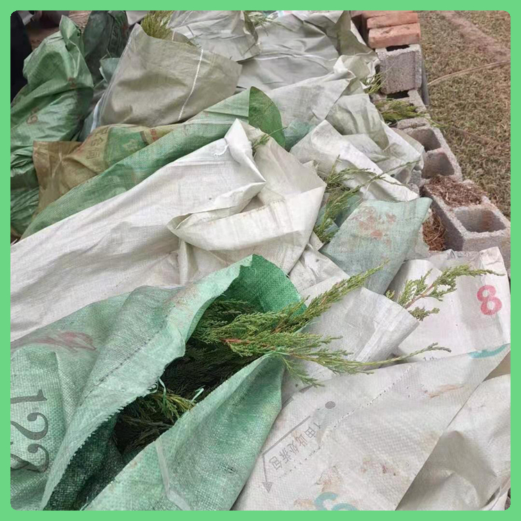 青州绿化苗木 苗圃基地批发 小龙柏小苗 小龙柏供货商