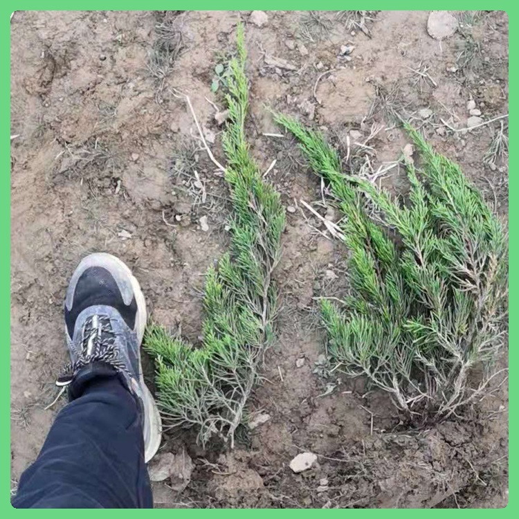 小龙柏地栽苗 大量供应 山东绿化苗木 小龙柏种植基地