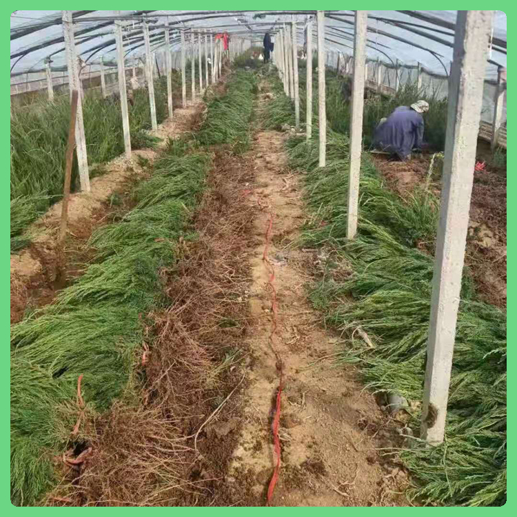 青州绿化苗木 发货及时 小龙柏地栽苗 小龙柏出售