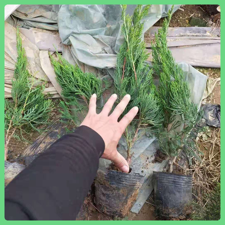 青州绿化苗木 苗子长势旺盛 小龙柏地栽苗 小龙柏批发