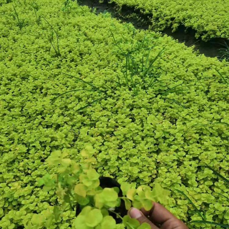 山东草花 金钱草 欢迎咨询 过路黄供应商