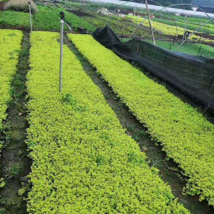 青州草花 地被绿化过路黄 好苗供应 过路黄行情
